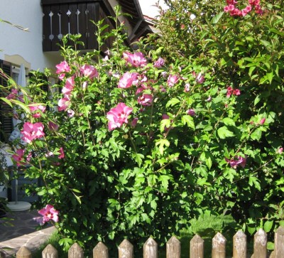 Gartenhibiskus pink_0968.jpg