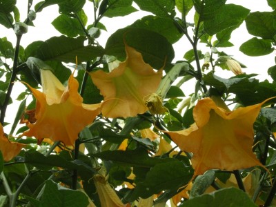 DSCF0507.JPG