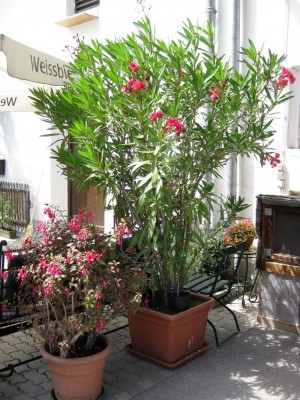 Oleander_0935.jpg