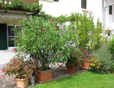 Oleander_0931.jpg