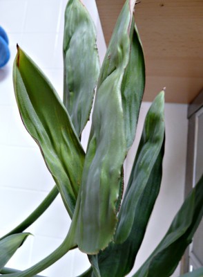 P2600274.JPG