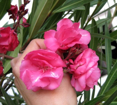 Oleander gefüllt Hasenstall_0971.jpg
