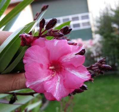 Oleander gefüllt Terrasse_0973.jpg