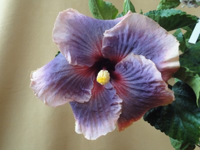 Tahitian Taui 13-08-2011.JPG