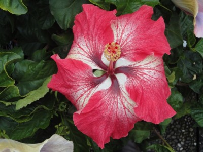 Creole Belle 13-08-2011.JPG