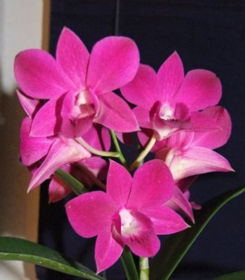 DSCF8603_klein.jpg