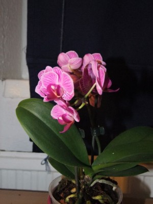 DSCF8613_klein.jpg
