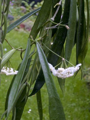 longifolia-5252.jpg