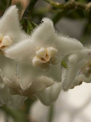 longifolia-5286.jpg