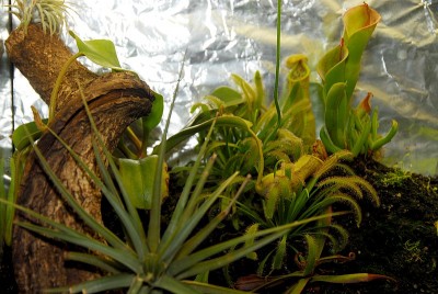 dsc_7704_Terrarium_links.jpg