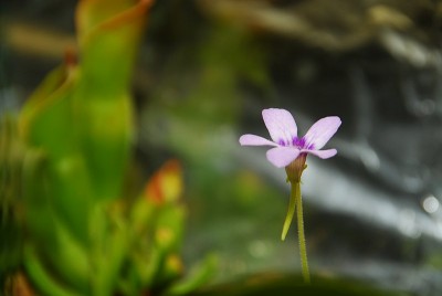 dsc_7696_P_hybrid.jpg