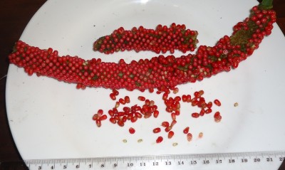 ARACEAE, Anthurium sp. (Finca Sanchez), DSC07496.JPG