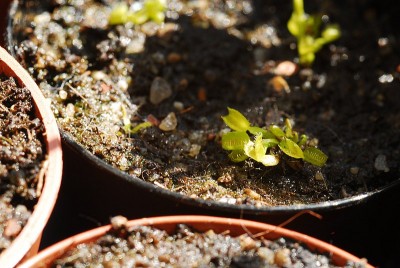 dsc_7706_Dionaea_Saemlinge.jpg