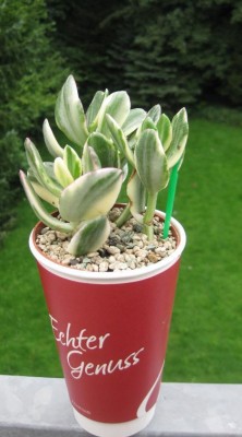 Crassula ovata variegated.JPG