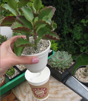 unbekannte Crassula (Sarmentosa evtl.).JPG