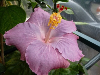 P1060133 (Kopie).JPG