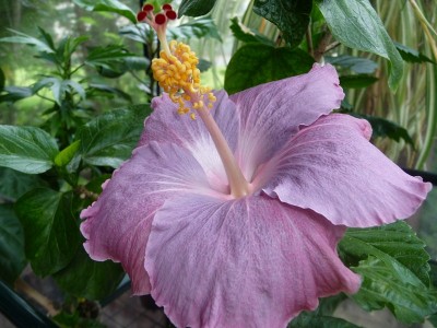 P1060137 (Kopie).JPG