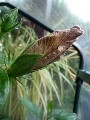 P1060138 (Kopie).JPG