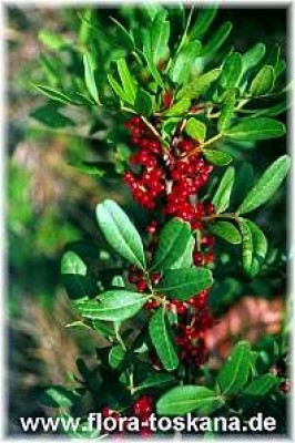 pistacia_lentiscus_frucht_-_dia.jpg