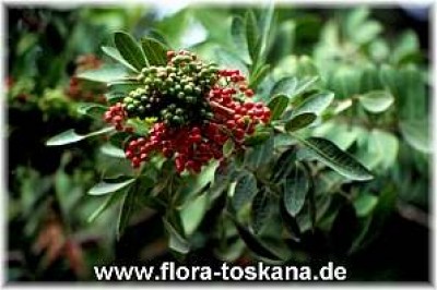 pistacia_lentiscus_bluete_3_-_dia.jpg