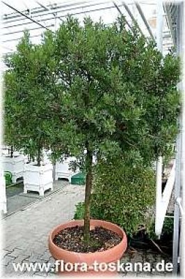 pistacia_lentiscus_alter_stamm_-_digi.jpg