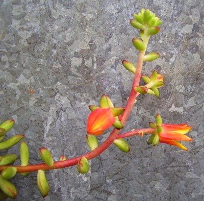 Echeveria macdougallii 1996-22 (5).jpg