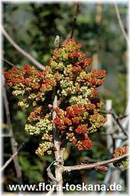 pistacia_terebinthus_4_-_150407.jpg