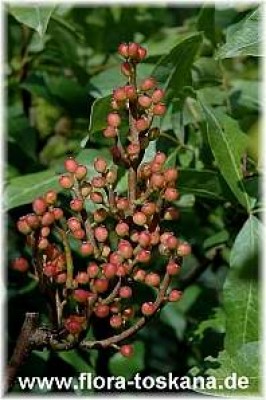 pistacia_terebinthus_2_-_200806.jpg