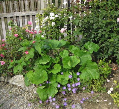 Alcea rosea Nigra riesig.jpg