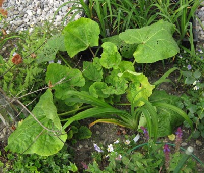 Alcea rosea Nigra mittel.jpg