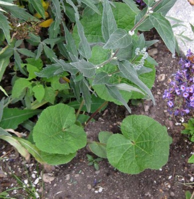 Alcea rosea Nigra klein_1028.jpg