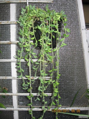 Senecio  herreianus .jpeg