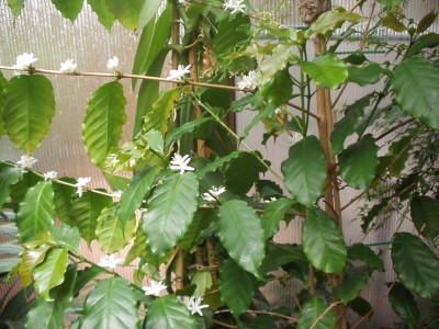 Coffea arabica 15.5.05 - 8_cut.jpg