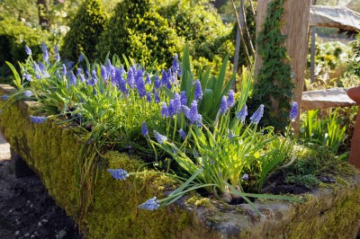 2505-Traubenhyazinthen-blau.jpg