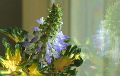 DSCF0353.JPG