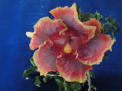 Night Runner 15.8.2011.JPG