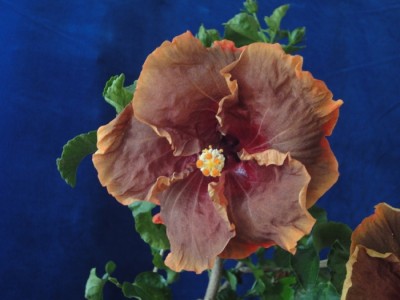 Voodoo Magic 15.8.2011.JPG