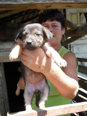 Schäferhund-Mischling.JPG