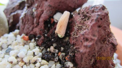 Samen eingesetzt 15.08.2011.jpg