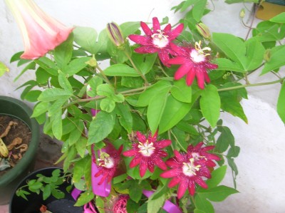 DSCN1729.JPG