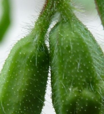 031 - Kopie (375x450).jpg