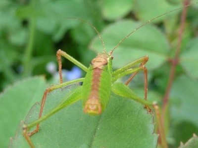 063 - Kopie (450x338).jpg