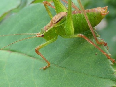 025 - Kopie (450x338).jpg