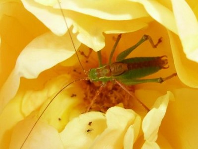 016 - Kopie (450x338).jpg