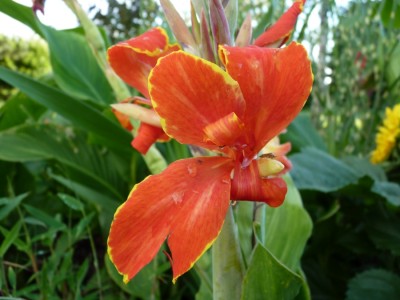 canna orange1.jpg