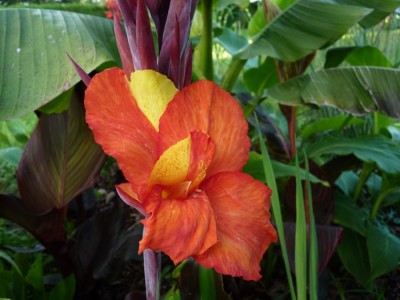 canna cleo blüte.jpg