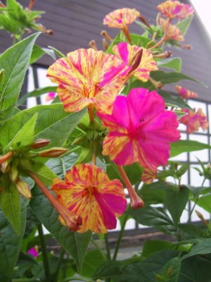PIC_0007.JPG