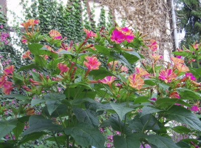 PIC_0009.JPG