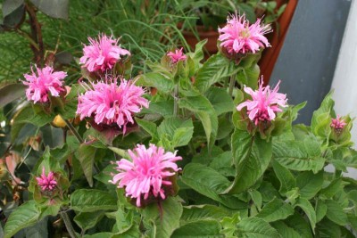 Blumensuchekd.jpg