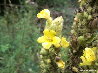 SNC01169.JPG